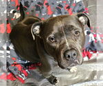 Small #1 American Pit Bull Terrier