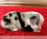Small #2 Australian Shepherd
