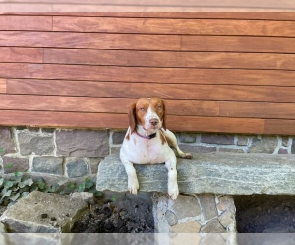 Medium Photo #6 Brittany Puppy For Sale in Curwensville, PA, USA