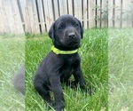 Puppy 2 Labrador Retriever