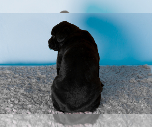 Medium Photo #7 Cane Corso Puppy For Sale in BOURBON, IN, USA