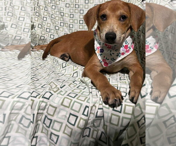 Medium Photo #1 Chihuahua-Unknown Mix Puppy For Sale in NYC, NY, USA
