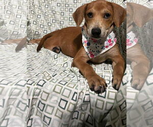 Chihuahua-Unknown Mix Dogs for adoption in NYC, NY, USA
