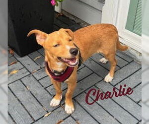 Pembroke Welsh Corgi-Rat Terrier Mix Dogs for adoption in HOUSTON, TX, USA