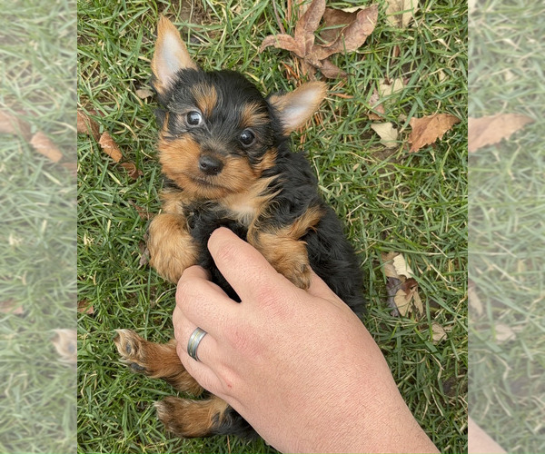 Medium Photo #1 Yorkshire Terrier Puppy For Sale in NAPPANEE, IN, USA