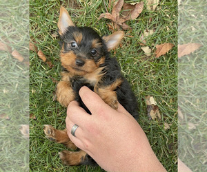 Yorkshire Terrier Puppy for sale in NAPPANEE, IN, USA