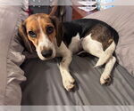 Small #2 Beagle