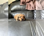 Puppy Butch Dachshund