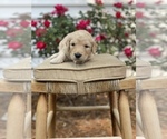Small Photo #6 Goldendoodle Puppy For Sale in FRANKLIN, VA, USA