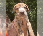 Small #1 Great Dane