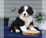 Small #1 Bernese Mountain Dog
