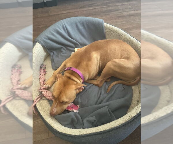 Medium Photo #5 American Pit Bull Terrier-Labrador Retriever Mix Puppy For Sale in Atlanta, GA, USA