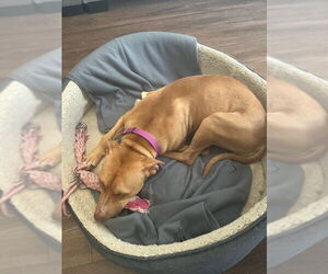 Honey - Female American Pit Bull Terrier-Labrador Retriever Mix Dog for Adoption - Photo #5