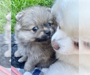 Mother of the Pomeranian puppies born on 06/15/2025