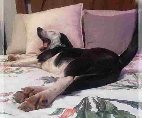 Medium Photo #4 Beagle-Border Collie Mix Puppy For Sale in ATL, GA, USA