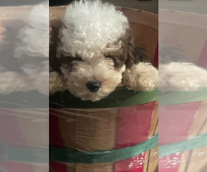 Poodle (Miniature) Puppy for sale in MATTOON, IL, USA