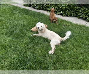 Mother of the Goldendoodle (Miniature) puppies born on 04/22/2025