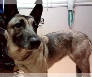 Medium German Shepherd Dog Mix