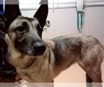 Small German Shepherd Dog Mix