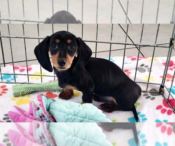 Medium Photo #1 Dachshund Puppy For Sale in ORO VALLEY, AZ, USA