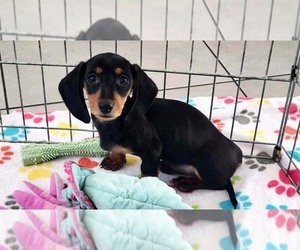 Dachshund Puppy for sale in ORO VALLEY, AZ, USA