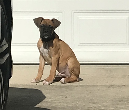 Medium Photo #1 Boxer Puppy For Sale in WESTCHESTER, IL, USA