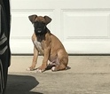 Small Photo #1 Boxer Puppy For Sale in WESTCHESTER, IL, USA