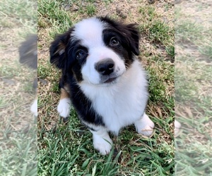 Miniature American Shepherd Puppy for sale in ANDERSON, CA, USA