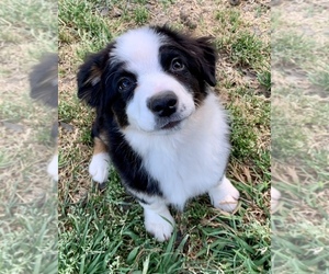 Medium Miniature American Shepherd