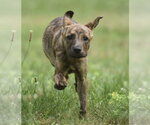 Small #1 Plott Hound Mix