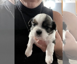 Shih Tzu Puppy for sale in SPIRIT LAKE, IA, USA