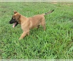 Small Photo #7 Belgian Malinois Puppy For Sale in CHESNEE, SC, USA