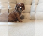 Small Photo #5 Cavalier King Charles Spaniel Puppy For Sale in LAKELAND, FL, USA