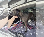 Small #2 Labrador Retriever Mix