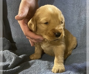 Golden Retriever Puppy for Sale in BARRE, Massachusetts USA