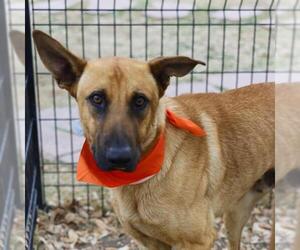 German Shepherd Dog-Unknown Mix Dogs for adoption in San Antonio, TX, USA
