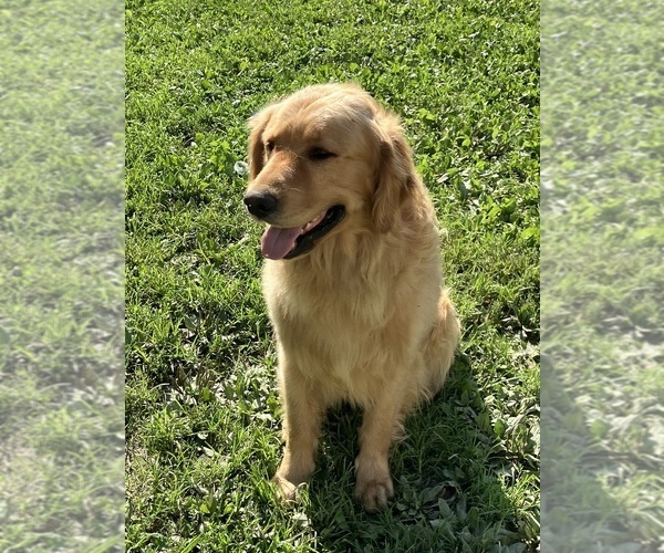 Medium Photo #1 Golden Retriever Puppy For Sale in MOUNT STERLING, KY, USA