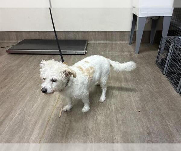 Medium Photo #1 Mutt Puppy For Sale in Pasadena, CA, USA