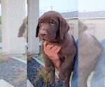 Image preview for Ad Listing. Nickname: AKC Lab pus