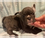 Small Photo #2 French Bulldog Puppy For Sale in HAMDEN, CT, USA