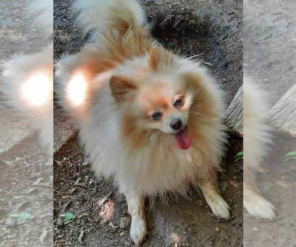 Medium Photo #1 Pomeranian Puppy For Sale in SPOTSYLVANIA, VA, USA