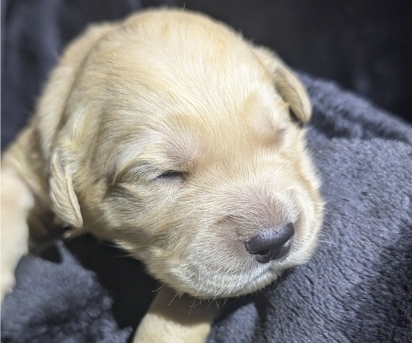 Medium Photo #6 Golden Retriever Puppy For Sale in MODESTO, CA, USA