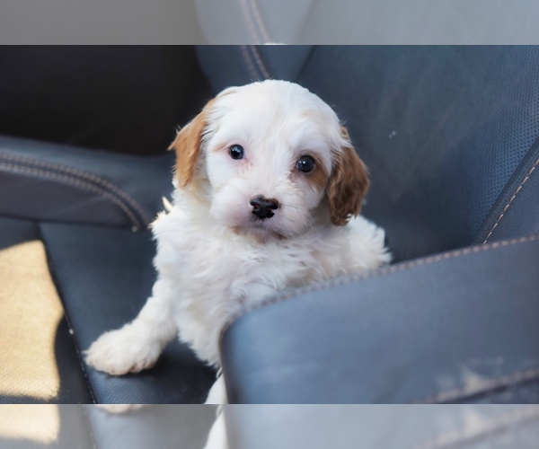 Medium Photo #3 Cavapoo Puppy For Sale in PLEASANTON, KS, USA