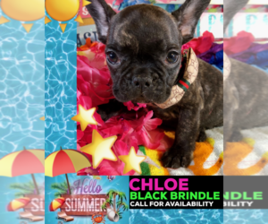 French Bulldog Puppy for sale in HEATHROW, FL, USA