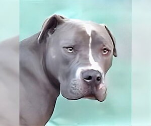 Mutt Dogs for adoption in Pasadena, CA, USA