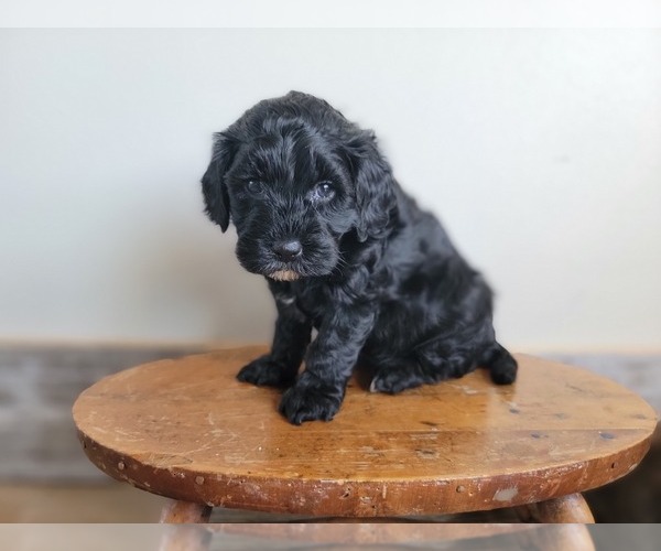 Medium Photo #12 Miniature Bernedoodle Puppy For Sale in CUBA CITY, WI, USA