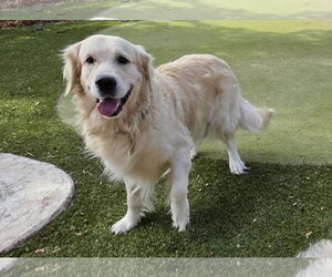 Bear - Male Golden Retriever Dog for Adoption - Photo #2