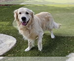 Small Photo #2 Golden Retriever Puppy For Sale in Glendale , AZ, USA
