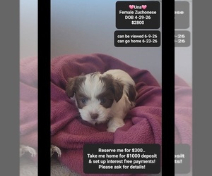 Havanese-Zuchon Mix Puppy for sale in TUCSON, AZ, USA