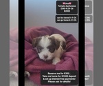 Image preview for Ad Listing. Nickname: Una